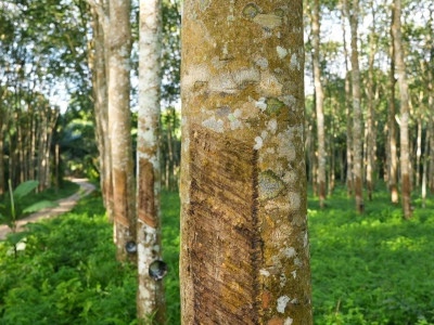 จากวิกฤตราคายางสู่การตั้งกลุ่มเกษตรกรทำสวนไม้เรียง ... พารามิเตอร์รูปภาพ 5